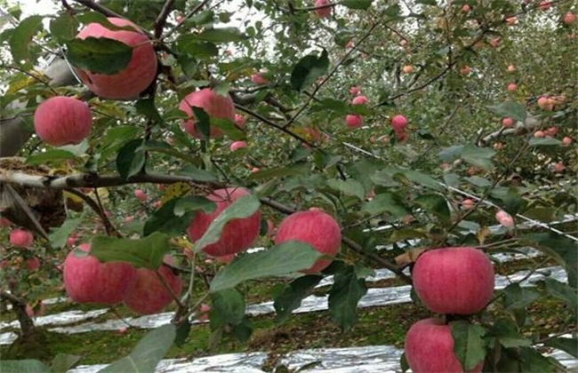 苹果种植环境要求